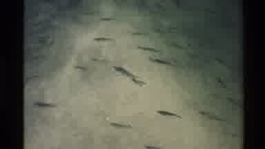 Western USA (1980): Fish Swimming In Crystal Clear Water That You Can Watch Them