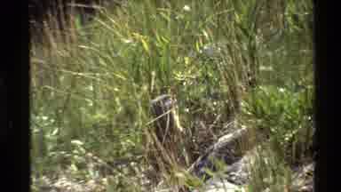 Western USA (1980): Tall Grass Growing On Calm Riverbank Blue Black Colored Map