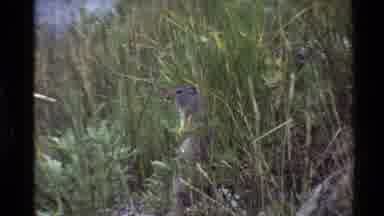Western USA (1980): Flowers And Nature Near A Beautiful Home