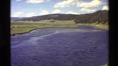 Western USA (1980): Panorama Of A Forest Filled With Tall Pine Trees And A Slowly