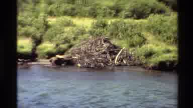 Western USA (1980): River Lake View With Bushes And Trees Besides Both Sides Of