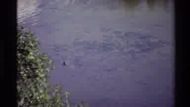 Western USA (1980): Lone Duck Swimming In Quiet Pond On Bright Sunny Day