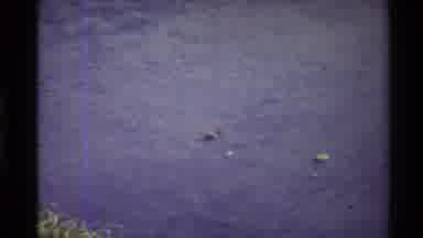 Western USA (1980): Water Bird Is Moving In The Water And Searching For Prey