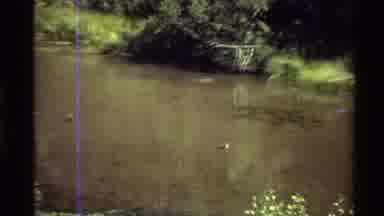 Western USA (1980): Ducks Swimming In Quiet Pond On A Bright Sunny Day