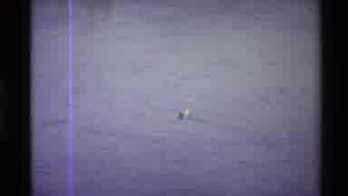 Western USA (1980): Duck Is Swimming In The River And Is It Is Is Nice To See That