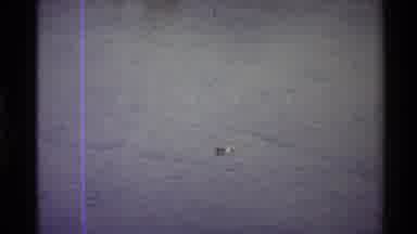 Western USA (1980): Duck Feeding In A Pond Mallards Swimming Along A Riverbank