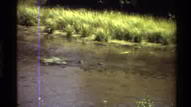 Western USA (1980): Pair Of Ducks Swimming In Pond On A Bright Sunny Day