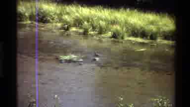 Western USA (1980): Jackson Hole National Forest With A Frog Leaping In The Water
