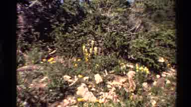 Western USA (1980): Blooming Yellow And Pale Pink Flowers On A Bright Sunny Day