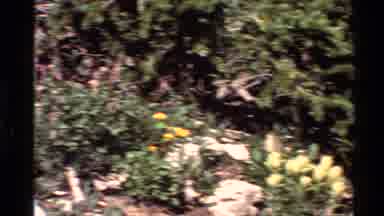 Western USA (1980): Closer Yellow Wildflowers Growing Along An Nature Trail