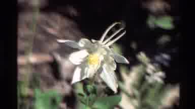 Western USA (1980): Single White Flower With A Yellow Center Outside In The Yard