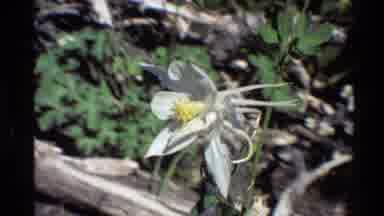 Western USA (1980): In A Forest A Colorado Columbine Flower Quivers Gently In The