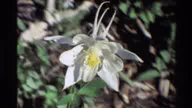 Western USA (1980): Close Up Of Beautiful Flower With White Colored Petals And