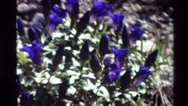 Western USA (1980): Beautiful Flowers And Sunlight