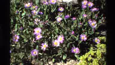 Western USA (1980): Purple And White Flowers Displayed In A Field Of Green Grass