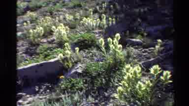Western USA (1980): Trees Forest Green Plants Flowers Yellow White Bloom Sun