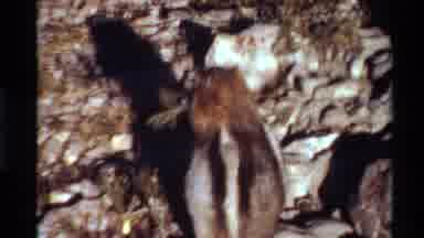Western USA (1980): Chipmunk Eats Grass Starts Digging Through Rocks On A Bright