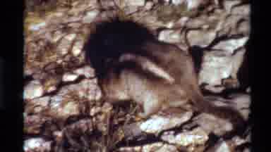 Western USA (1980): Small Brown And White Ground Squirrel With Short Tail Digging