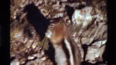 Western USA (1980): Chipmunk Chewing Grass And Looking Out Into A Green Forest