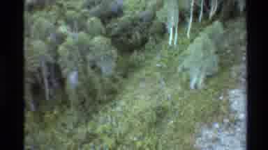 Western USA (1980): Forest Foliage With Significant Sign
