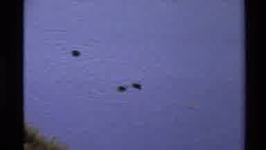 Western USA (1980): Ducks In A Pond