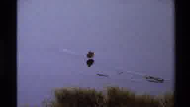 Western USA (1980): Bird In The Local Pond On A Cool Fall Day In A Small Rural