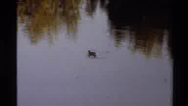 Western USA (1980): Duck Swimming In A Pond While Searching For Food