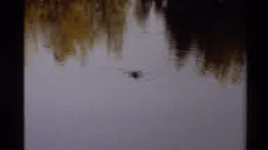 Western USA (1980): Lonely Duck Swims In Pond Looking For Food During Day