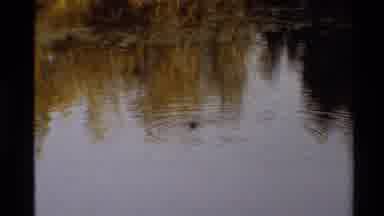 Western USA (1980): One Lonely Duck Swimming In A Pond Creating Ripples In The