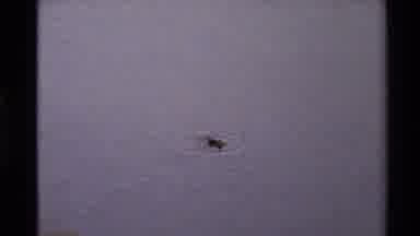 Western USA (1980): Duck Swimming In Calm Water And Diving For Food