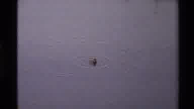 Western USA (1980): Two Ducks In A Lake Searching For Food And Congregating