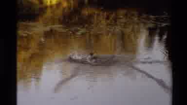 Western USA (1980): One Duck Chasing Another Across Water