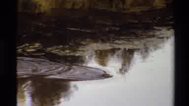 Western USA (1980): Ducks Swimming In A River Or Lake Eating Fish Or Other Food