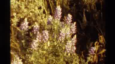 Western USA (1980): Wildflowers On Bright Sunny Day