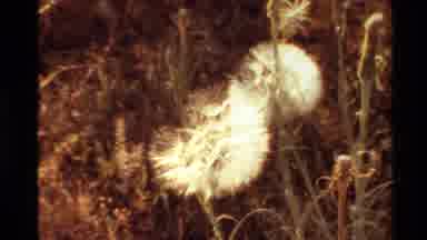 Western USA-1980: Blooming White Dandelion Seed Head In Field On A Bright Sunny Day