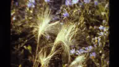 Western USA (1980): Close Ups Of Plants With Wispy Leaves And Flowers In A Meadow
