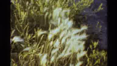 Western USA (1980): Nature Sunset Horizon Over Mountains With Field Of Wheat