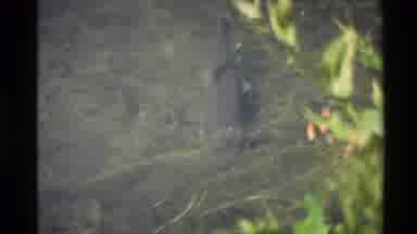 Western USA (1980): Grey Fish Swimming Slowly On The Bottom Of Clear Pond Water