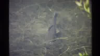 Western USA (1980): Alligator In The Wild