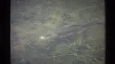Western USA (1980): Bottom Feeder Fish Slowly Swimming