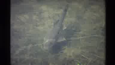 Western USA (1980): Large Grey Mottled Fish With At Least Two Fins Swimming On