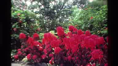 New Zealand (1981): The Wonderful World That Is In My Backyard Garden Home