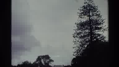 New Zealand (1981): Scenery Of A Tree And A Man And Woman Walking Towards Large