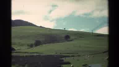 New Zealand (1981): Sheep Living In Their Natural Habitat