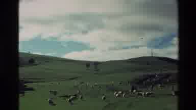 New Zealand (1981): Sheep Roadblock In Farm Country