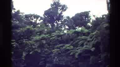 New Zealand (1981): Green Lush Jungle Trees And Plants On A Clear Day