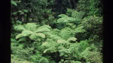New Zealand (1981): Different Angles Of Bright Green Plants Slowly Swaying In The