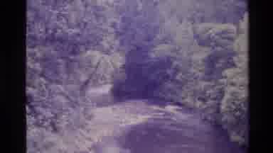 New Zealand (1981): Abundance Of Trees And Bushels