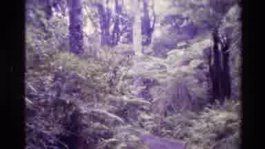 New Zealand (1981): Path To Big Kauri Tree