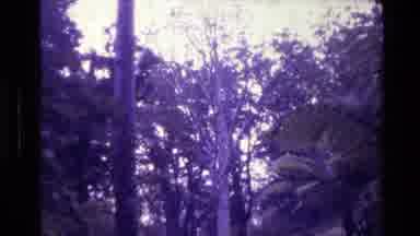 New Zealand (1981): A Forest Canopy Including Palms And Eucalyptus